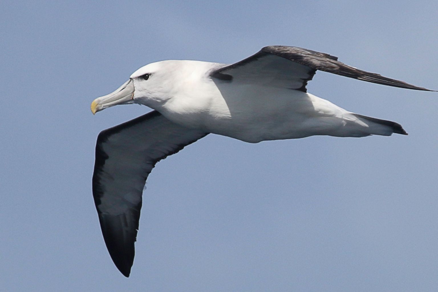Shy Albatross